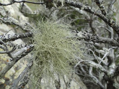 [Usnea subscabrosa]